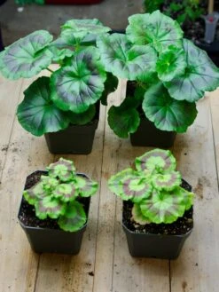 Organic Seed Starting Mix, 6 Quarts -Outdoor Zone 37808 002E tif