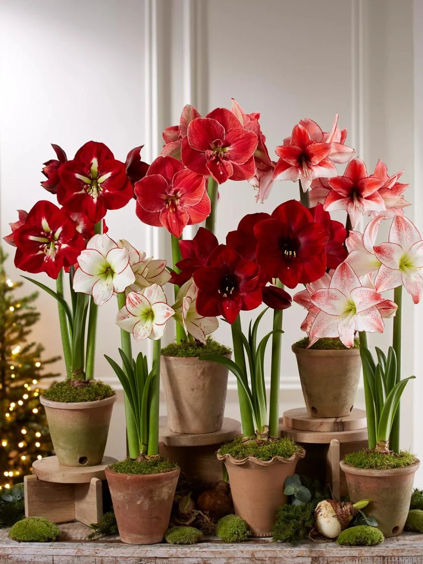 Premium Amaryllis Bulb 1 Premium Amaryllis Bulb