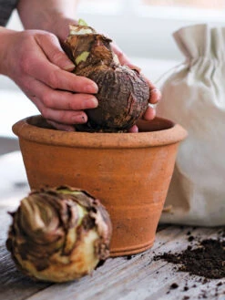 Amaryllis Planting Kit -Outdoor Zone 39 733 bagged 2020 05000