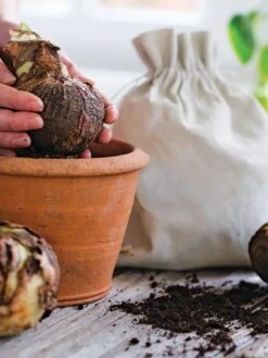 Premium Amaryllis Bulb 15 Premium Amaryllis Bulb -Outdoor Zone 39 733 bagged 2020 05000 tif