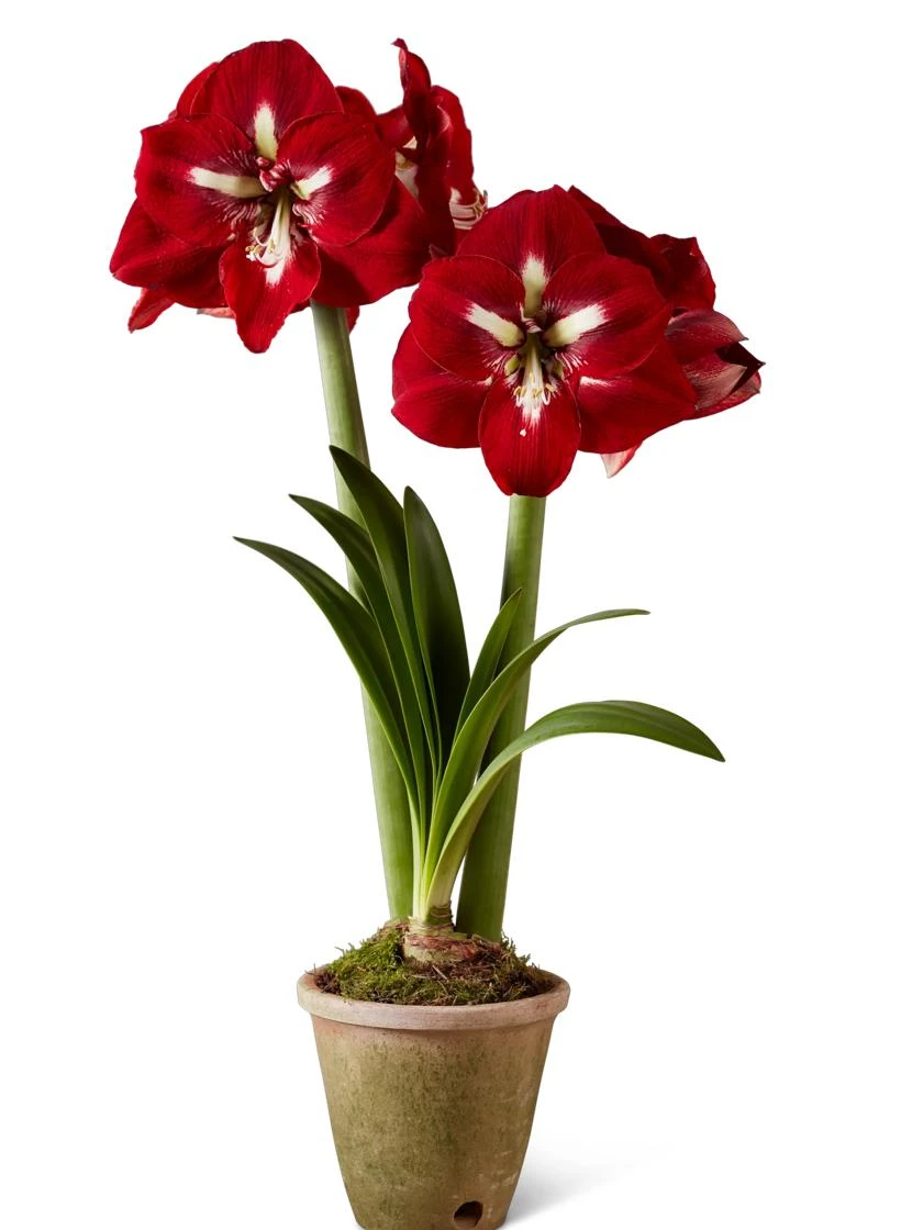 Premium Amaryllis Bulb 5 Premium Amaryllis Bulb - Image 5