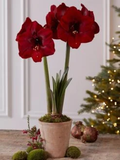 Premium Amaryllis Bulb 13 Premium Amaryllis Bulb -Outdoor Zone 39733 2020 2004 tif