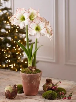 Premium Amaryllis Bulb 11 Premium Amaryllis Bulb -Outdoor Zone 39733 2020 2006 tif