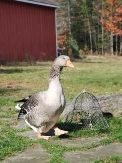 Chicken Wire Cloche -Outdoor Zone 8590210 01IN tif