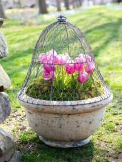 Chicken Wire Cloche -Outdoor Zone 8590210 021 tif