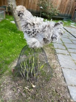 Chicken Wire Cloche -Outdoor Zone 8590210 02CUST tif