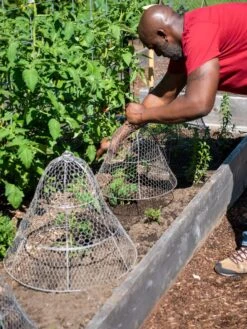 Chicken Wire Cloche With Extension -Outdoor Zone 8590210 0442 tif