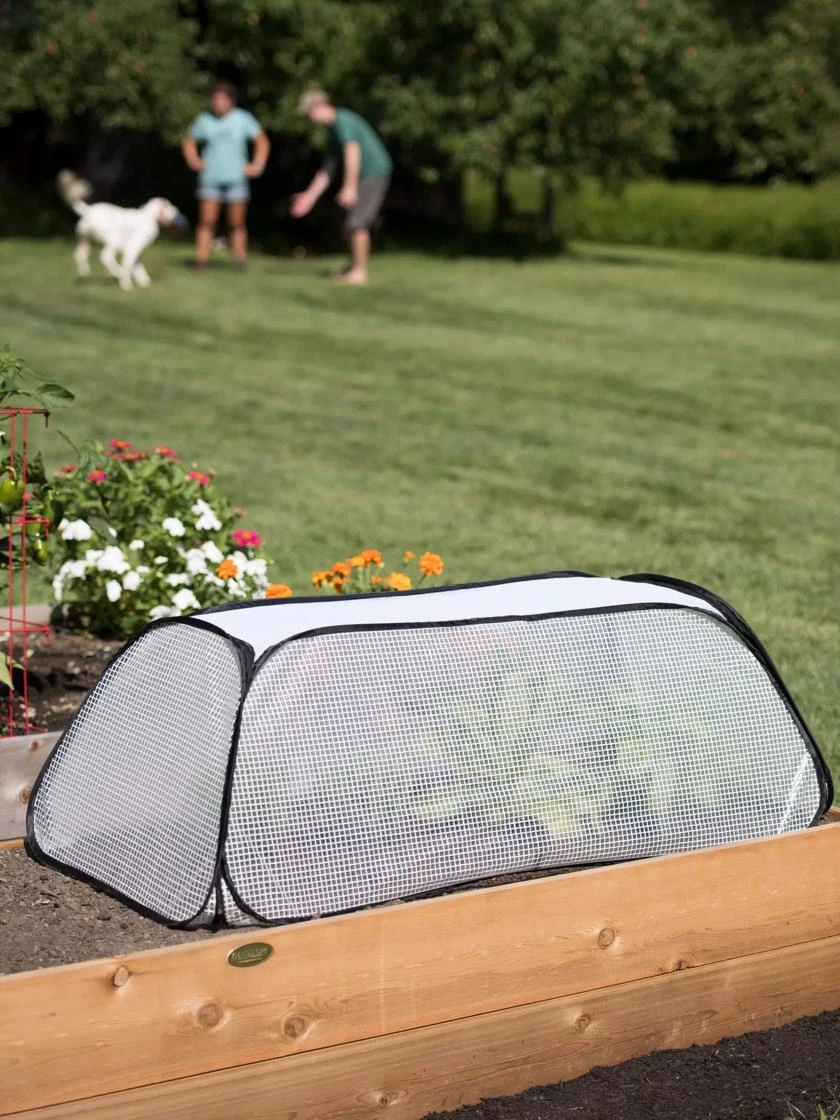 Row Shelter Accelerator 2 Row Shelter Accelerator - Image 2