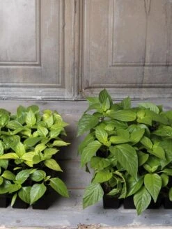 Organic Seed Starting Mix, 6 Quarts -Outdoor Zone 8592212 002E tif