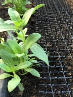 Cat Scat Mat -Outdoor Zone 8592448 03CUST tif