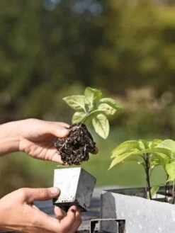 Galvanized Seed Starting Tray 7 Galvanized Seed Starting Tray -Outdoor Zone 8595893 4378 tif