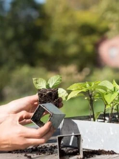 Galvanized Seed Starting Tray 6 Galvanized Seed Starting Tray -Outdoor Zone 8595893 4382 tif
