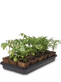3-1/2” Square Biodegradable Pots & Tray Set 5 3-1/2” Square Biodegradable Pots & Tray Set -Outdoor Zone 8595968 3916 tif
