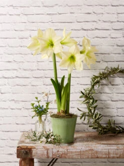 Outdoor Zone -Outdoor Zone 8597478 2022 lemonstar lemon star potted amaryllis