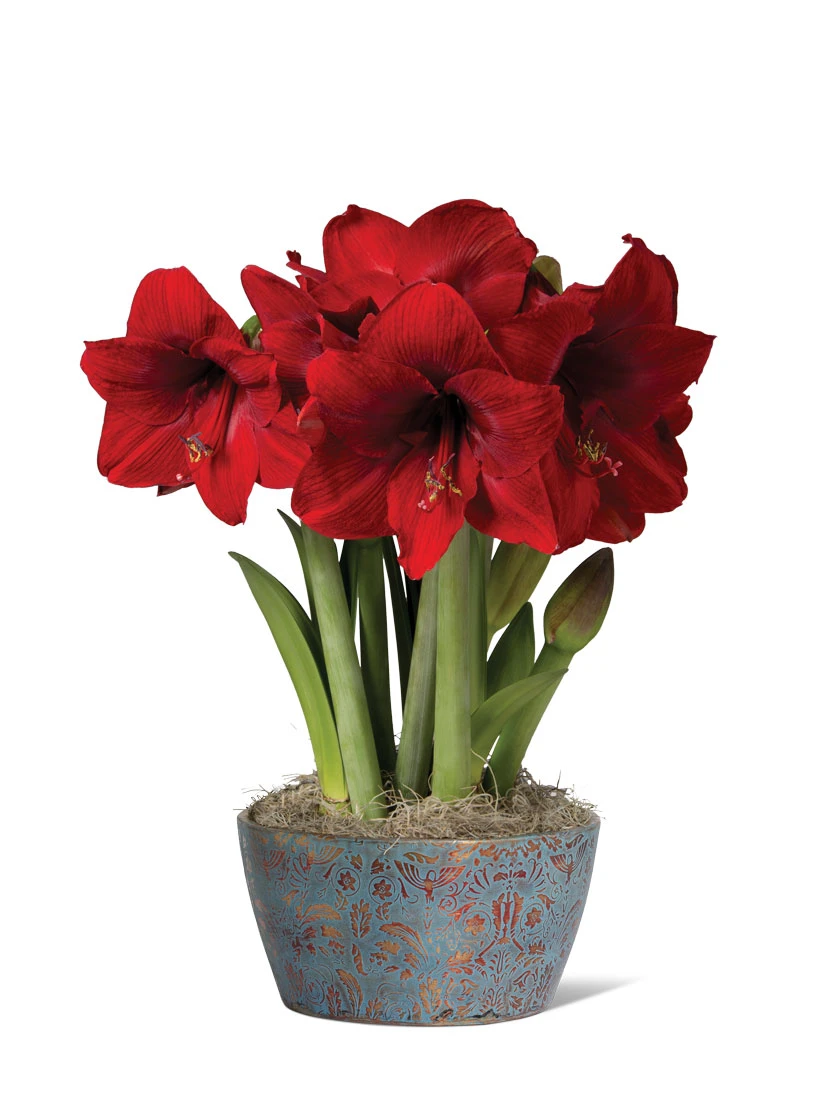 Sweet Delight Bulb Garden 1 Sweet Delight Bulb Garden