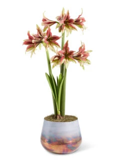 Cybister Potted Amaryllis -Outdoor Zone 8598561 mystica 2021 13