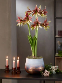Cybister Potted Amaryllis -Outdoor Zone 8598561 mystica 2021 14