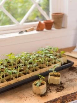 Paper Pots, 50 Cell 9 Paper Pots, 50 Cell -Outdoor Zone 8599830 0502 paper pots 50 cell tif