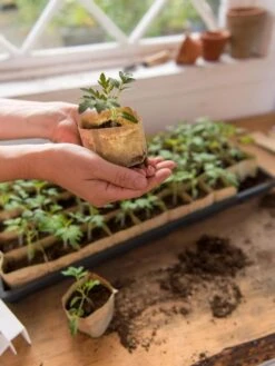 Paper Pots, 50 Cell 11 Paper Pots, 50 Cell -Outdoor Zone 8599830 0507 tif