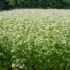 Common Buckwheat Organic Seeds