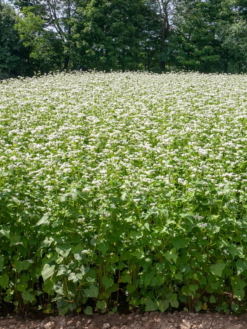 Common Buckwheat Organic Seeds 1 Common Buckwheat Organic Seeds