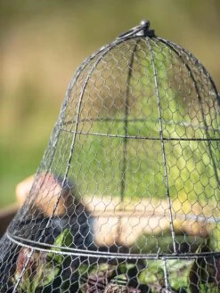 Chicken Wire Cloche With Extension -Outdoor Zone 8600116 0607 tif
