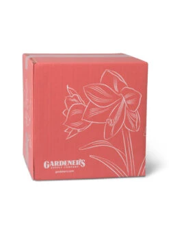 Amaryllis Planting Kit -Outdoor Zone 8608878 755