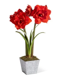 Amaryllis Planting Kit -Outdoor Zone 8608878 diykit 2021 01