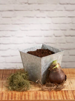 Amaryllis Planting Kit -Outdoor Zone 8608878 diykit 2021 02