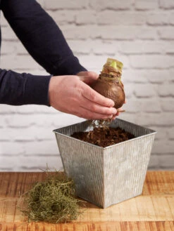 Amaryllis Planting Kit -Outdoor Zone 8608878 diykit 2021 03