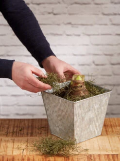 Amaryllis Planting Kit -Outdoor Zone 8608878 diykit 2021 04