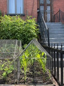 Chicken Wire Crop Coop -Outdoor Zone 8609080 02CUST tif