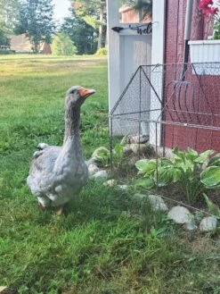 Chicken Wire Crop Coop -Outdoor Zone 8609080 02IN tif