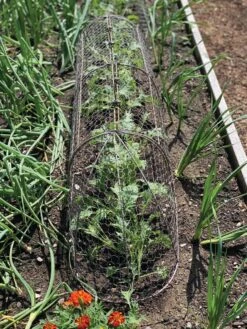 Chicken Wire Row Cloche Expandable Extra Large 3N1 -Outdoor Zone 8609412 5903 tif