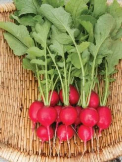 Family Garden Organic Seed Collection, Set Of 7 -Outdoor Zone 8610262 Cherry Belle Radish 06V tif