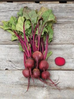 Family Garden Organic Seed Collection, Set Of 7 -Outdoor Zone 8610262 Detroit Dark Red Beet 03V tif