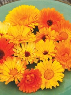Family Garden Organic Seed Collection, Set Of 7 -Outdoor Zone 8610262 Pacific Beauty Calendula 07V tif