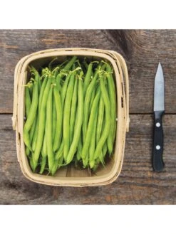 Antigua Bush Bean Organic Seeds -Outdoor Zone 8610262 antigua bean 8 15 18 05v