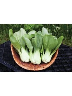 Silk Road Garden Organic Seed Collection, Set Of 6 -Outdoor Zone 8610264 shanghai green pac choy 05v