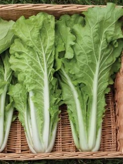 Silk Road Garden Organic Seed Collection, Set Of 6 -Outdoor Zone 8610264 tokyo bekana 02v