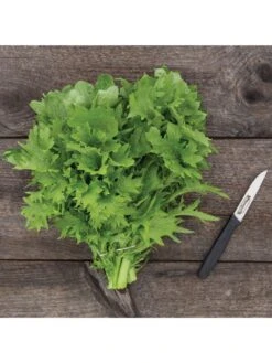 Wasabina Mustard Greens Organic Seeds -Outdoor Zone 8610264 wasabina mustard 04v