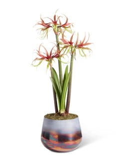 Cybister Potted Amaryllis -Outdoor Zone 8611120 chico 2021 09