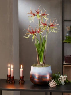 Cybister Potted Amaryllis -Outdoor Zone 8611120 chico 2021 10