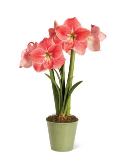 Star Potted Amaryllis -Outdoor Zone 8611500 2022 sweetstar silo sweet star potted amaryllis