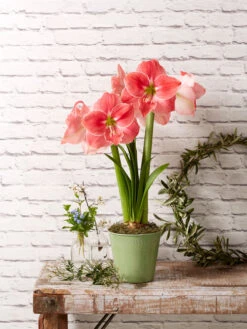 Star Potted Amaryllis -Outdoor Zone 8611500 2022 sweetstar sweet star potted amaryllis