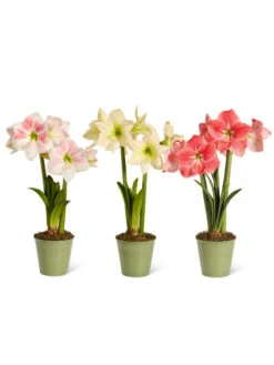 Star Potted Amaryllis -Outdoor Zone 8611508 2022 starpotted silo