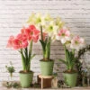Star Potted Amaryllis