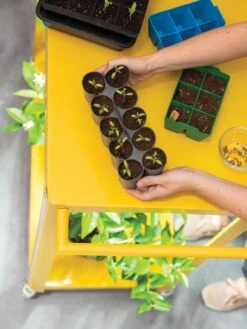 Sili-Seedlings® Seedling Tray, 10-Cell 9 Sili-Seedlings® Seedling Tray, 10-Cell -Outdoor Zone 8611886 374 tif