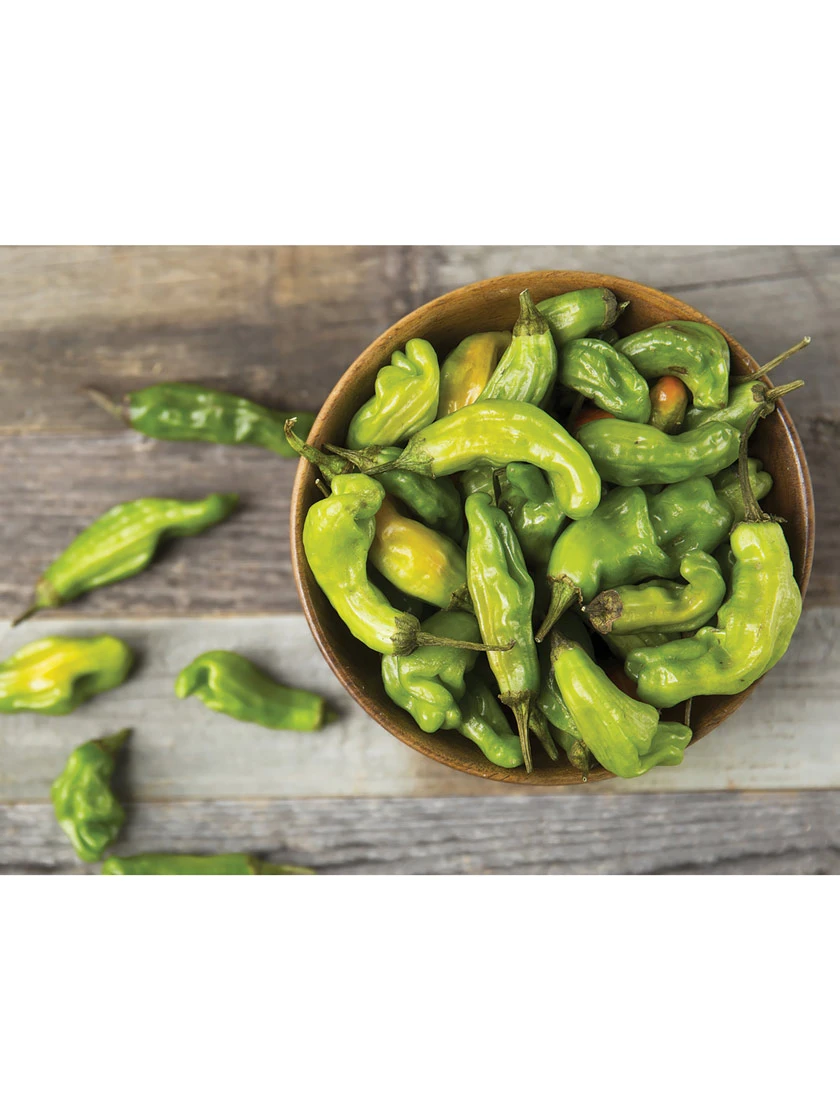 Shishito Pepper Organic Seeds 1 Shishito Pepper Organic Seeds