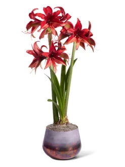Cybister Potted Amaryllis -Outdoor Zone 8612501 bogota silo 2022